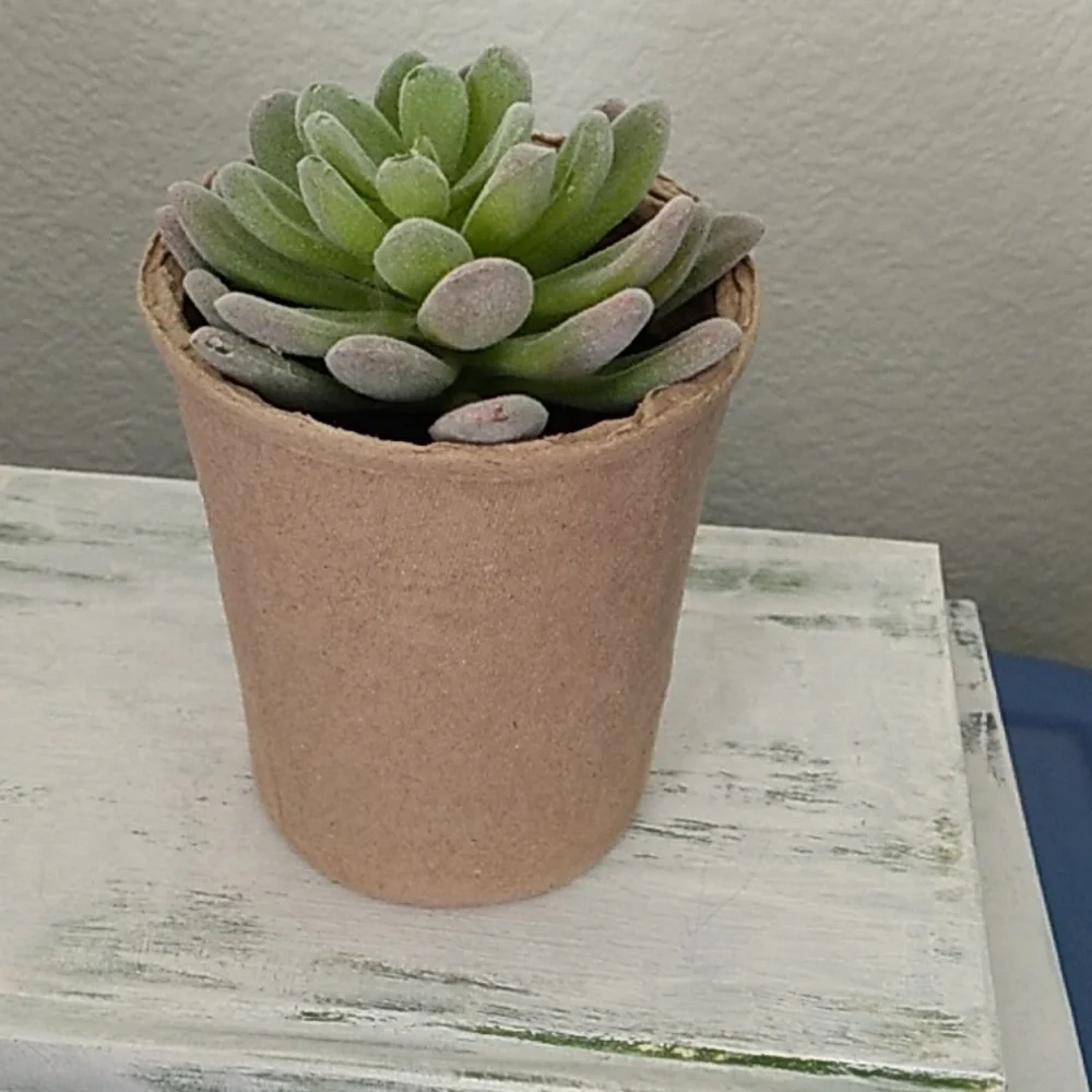 Succulent in a ceramic pot